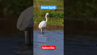 The "Great Egret" hunting