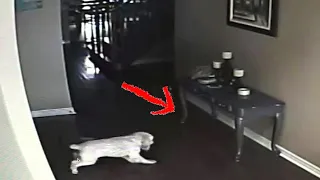 Собака несколько дней смотрит на стену, поэтому хозяин установил скрытую камеру.
