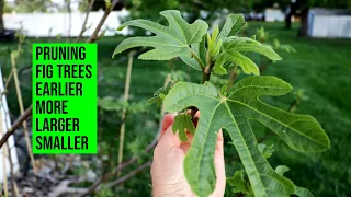 Pruning Fig Trees to Ripen Earlier, More, Smaller, & Larger Figs WITH Examples