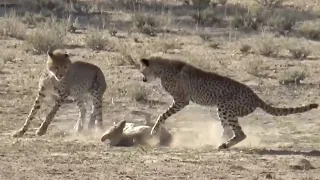 Cheetahs being very aggressive towards a jackal