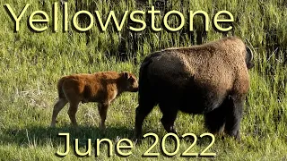 Yellowstone Early June 2022 - Days 1 and 2