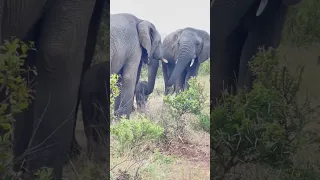 Elephant Tender, Loving Care