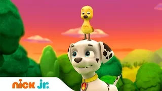 Щенячий патруль | Утиный друг | Nick Jr. Россия