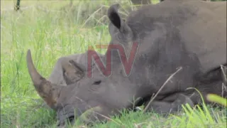 UWA closes rhino ranch over land dispute