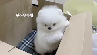 Pomeranian Baby Puppy First Day Vlog