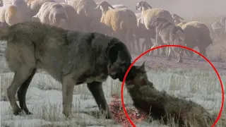 Кангал против Волка, Реальная битва - волкодав против волка (2021).