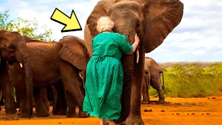 Дикий слон узнал женщину, которая спасла его много лет назад