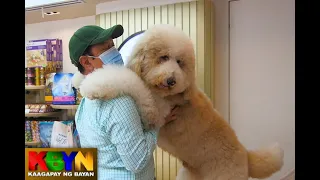 KBYN: Giant poodle aabot sa kalahating milyon ang halaga bawat isa