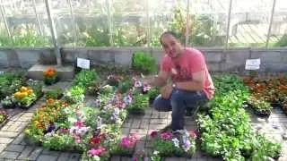 How To Make A Fantastic Hanging Basket