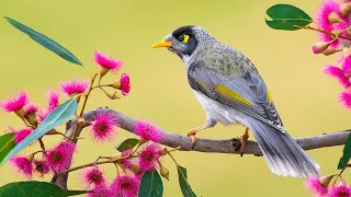 Эту музыку можно слушать вечно! 🌿 Нежная музыка, успокаивает нервную систему и радует душу #2