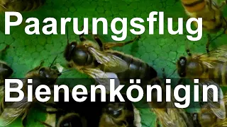 Seltene Aufnahmen: Bienenkönigin mit Begattungszeichen nach Begattungsflug - Königinnenzucht