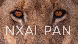 Solo Travel Africa Episode #3 Nxai Pan Lions