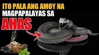 ITO PALA ANG AMOY NA MAGPAPALAYAS SA AHAS