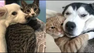 Cats  And Dogs Protecting  Each Other Compilation