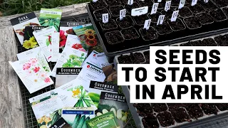 Seeds to start in April! (vegetables and flowers) Zone 7 | GroundedHavenHomestead