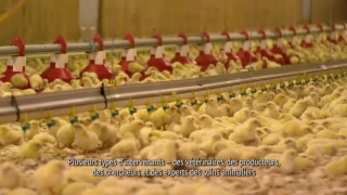 Canadian Chicken Farmers Animal Care Program - French