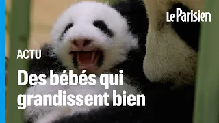 Zoo de Beauval : les jumelles pandas grandissent et ont ouvert les yeux