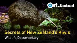 Modern Dinosaurs - The Kiwi | New Zealand Documentary