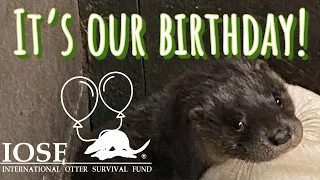 International Otter Survival Fund: 29 Years!  #otters #conservation #wildlife #ottervideos