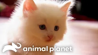 These Norwegian Forest Cats Welcome 4 New Fuzzy Kittens Into Their Home | Too Cute! | Animal Planet