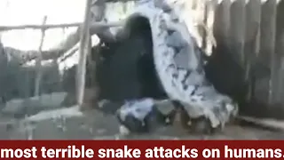 The most terrible snake attacks on humans