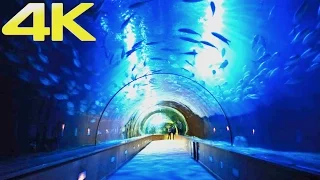 Oceanogràfic Valencia | The Largest Aquarium & Marine Park in Europe | 4K