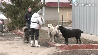 Ловят, вакцинируют, отпускают. Опасны ли стерилизованные бродячие собаки