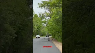 Stressed Out Canada Geese Parents!
