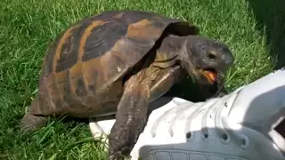 Turtle Sex With A Shoe