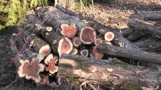 Cedar Trees: Friend or Foe?