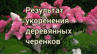 Результат укоренения деревянных черенков метельчатых гортензий.