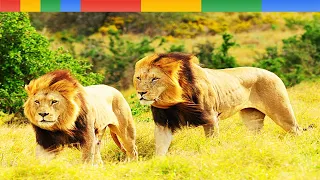 Lion Documentary - Two Lion Prides - Who Will Come out on Top - Wild Discovery HD