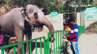 Elephant feeding in Munar 🐘