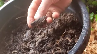 Biochar Worm Farm DIY