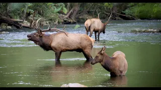 The Great Smoky Mountains 4K- Wildlife - Wilderness and Wonder