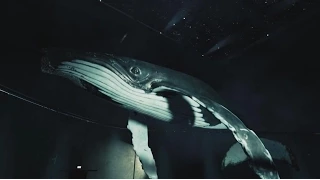 Exhibit - Meet The Humpback Whale With Oculus Rift