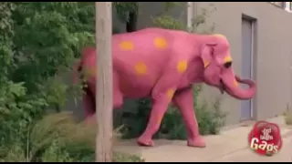 Розовый слон, прикол))