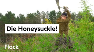 No Mercy: How We're REMOVING INVASIVE SHRUBS — Ep. 033