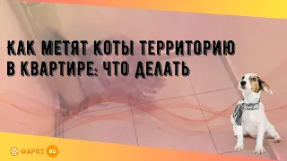 Как метят коты территорию в квартире: что делать