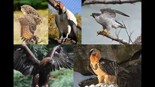 Top 25 Largest Birds of Prey that Are Really Awesome, Albeit Awe inspiring