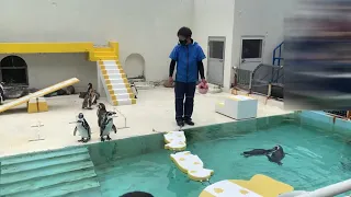 やる気のない（言うことを聞かない）ペンギンショーＩＮおたる水族館