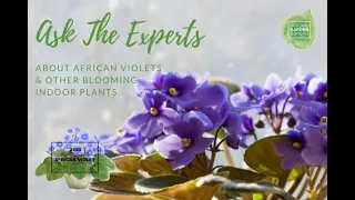 Ask the Experts about African Violets