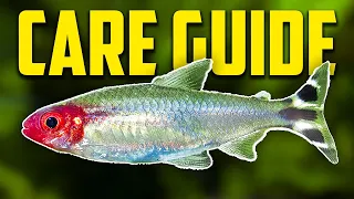 How To Keep Rummynose Tetras [Care Guide]