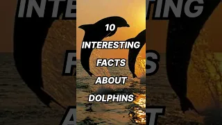 10 Interesting Facts About Dolphins #top #top10 #amazingfacts #interestingfacts #dolphin #trending