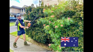 Saving Australian Native: Lost Between Overgrown Hedges!