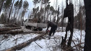 ОТТЕПЕЛЬ В ТАЙГЕ!!! ЦЕПИ РЕШАЮТ!!! НОВАЯ ДЕЛЯНКА!!! ЗАГОТОВКА ДРОВ!!!