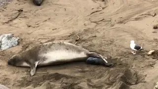 Elephant seal giving birth -  San Simeon