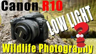 Canon R10 - Low Light Review for Wildlife Photography