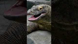 Комодский варан: Наземный крокодил 😉 #природа #животные #варан