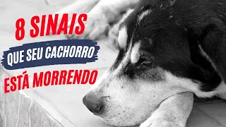 8 sinais de que o cachorro esta morrendo!